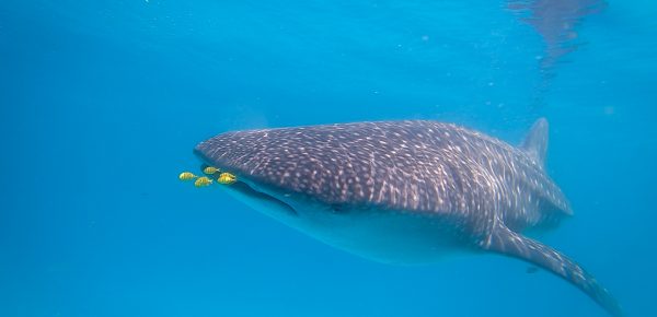 motorbikeke motorcycle adventure off-road tours safaris Tanzania 4strokemaasai Limited Experience Zanzibar. Whale Shark