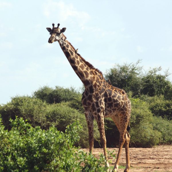 Best motorbike motorcycle adventure off-road tours safaris Tanzania 4strokemaasai Limited Serengeti National parks