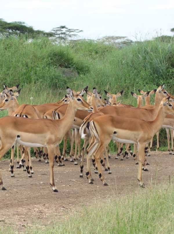 Best motorbike motorcycle adventure off-road tours safaris Tanzania 4strokemaasai Limited Serengeti National parks