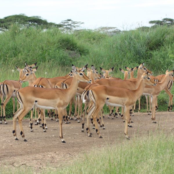 Best motorbike motorcycle adventure off-road tours safaris Tanzania 4strokemaasai Limited Serengeti National parks