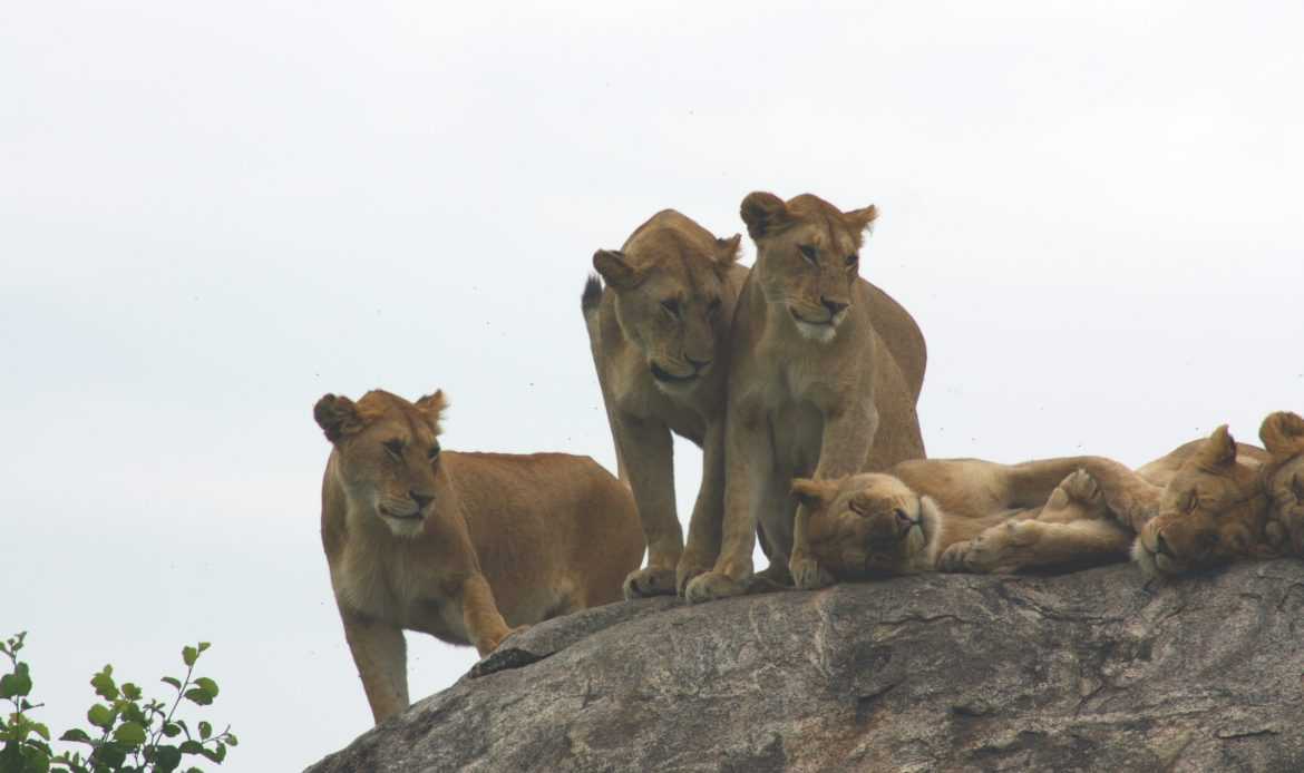 Best motorbike motorcycle adventure off-road tours safaris Tanzania 4strokemaasai Limited Serengeti National parks