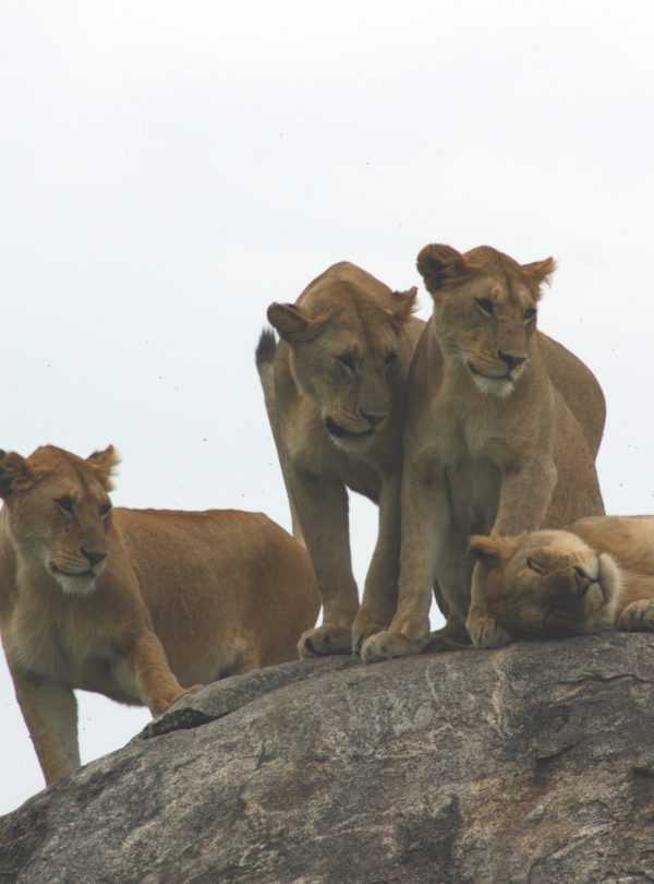 Best motorbike motorcycle adventure off-road tours safaris Tanzania 4strokemaasai Limited Serengeti National parks