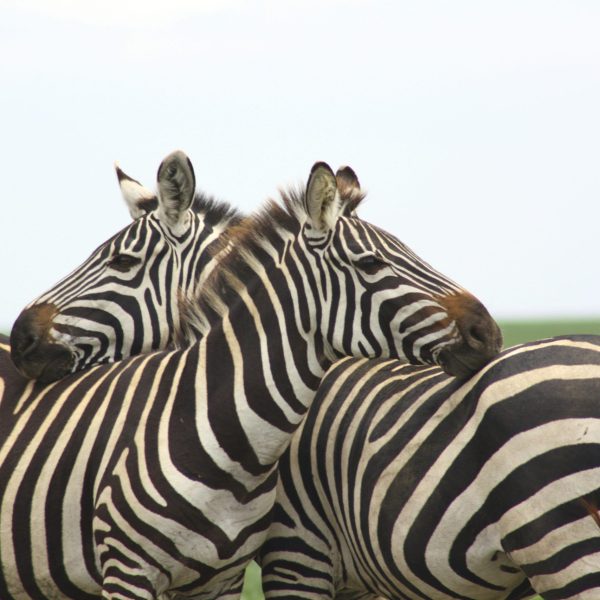 Best motorbike motorcycle adventure off-road tours safaris Tanzania 4strokemaasai Limited Serengeti National parks