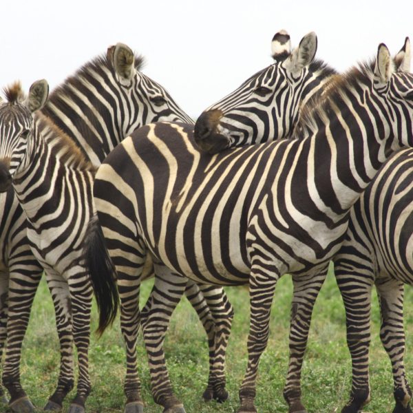 Best motorbike motorcycle adventure off-road tours safaris Tanzania 4strokemaasai Limited Serengeti National parks