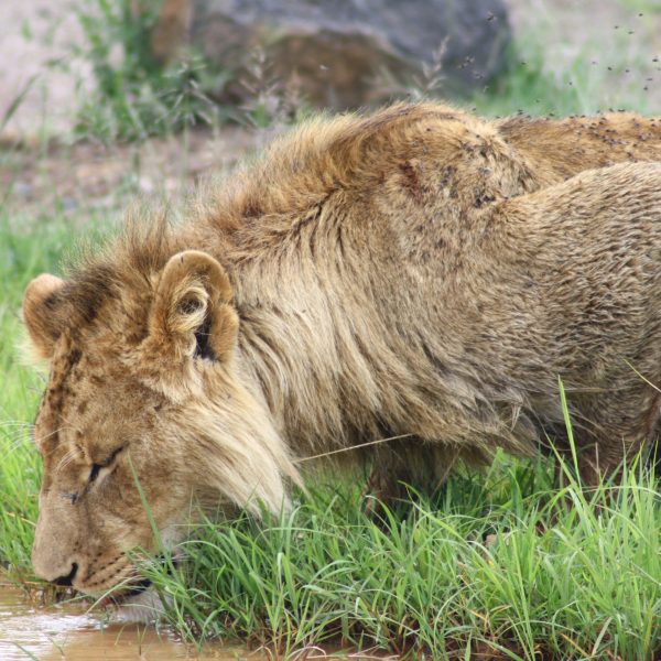 Best motorbike motorcycle adventure off-road tours safaris Tanzania 4strokemaasai Limited Serengeti National parks