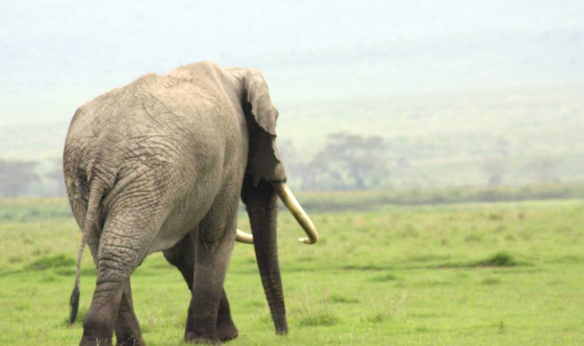 Best Motorbike Tours in Tanzania motorcycle adventure off-road tours safaris Tanzania 4strokemaasai Limited Serengeti National parks