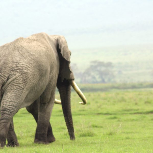 Best Motorbike Tours in Tanzania motorcycle adventure off-road tours safaris Tanzania 4strokemaasai Limited Serengeti National parks