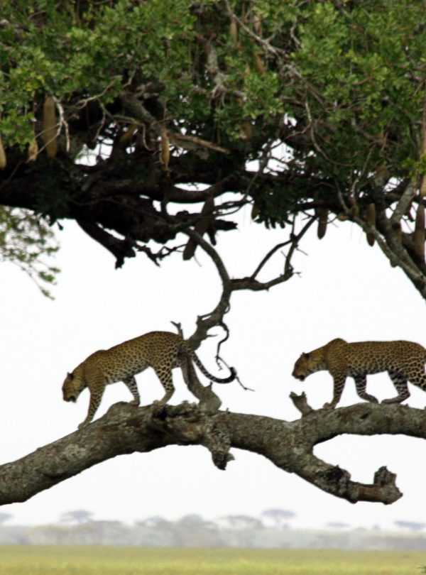 Best motorbike motorcycle adventure off-road tours safaris Tanzania 4strokemaasai Limited Serengeti National parks 7-day Tanzania safari