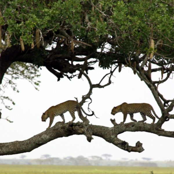 Best motorbike motorcycle adventure off-road tours safaris Tanzania 4strokemaasai Limited Serengeti National parks 7-day Tanzania safari