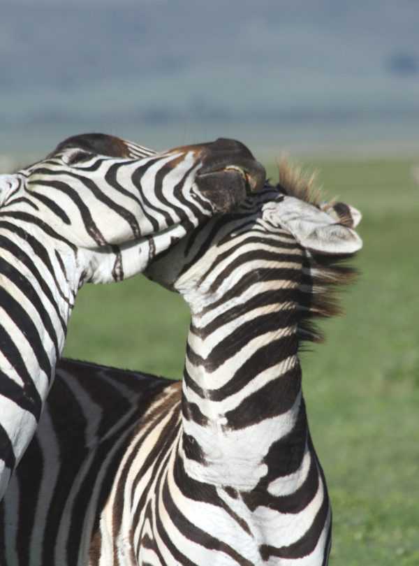 Best Motorbike Adventures and Tours in Tanzania adventure off-road tours safaris Tanzania 4strokemaasai Limited Serengeti National parks