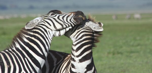 Best Motorbike Adventures and Tours in Tanzania adventure off-road tours safaris Tanzania 4strokemaasai Limited Serengeti National parks