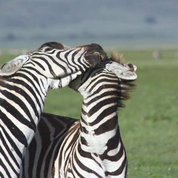 Best Motorbike Adventures and Tours in Tanzania adventure off-road tours safaris Tanzania 4strokemaasai Limited Serengeti National parks