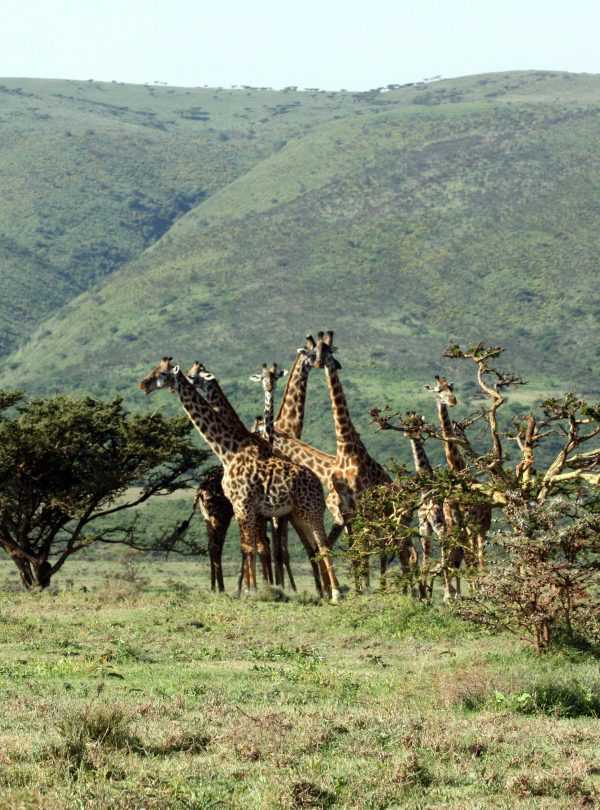 Best motorbike motorcycle adventure off-road tours safaris Tanzania 4strokemaasai Limited Serengeti National parks