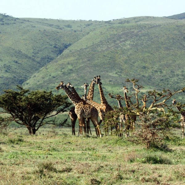 Best motorbike motorcycle adventure off-road tours safaris Tanzania 4strokemaasai Limited Serengeti National parks