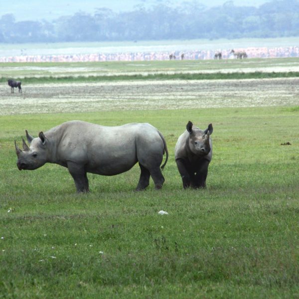 Best motorbike motorcycle adventure off-road tours safaris Tanzania 4strokemaasai Limited Serengeti National parks