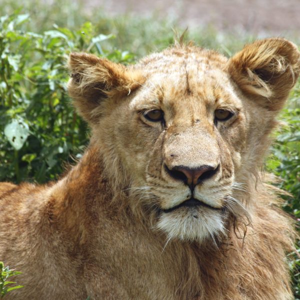 Best motorbike motorcycle adventure off-road tours safaris Tanzania 4strokemaasai Limited Serengeti National parks