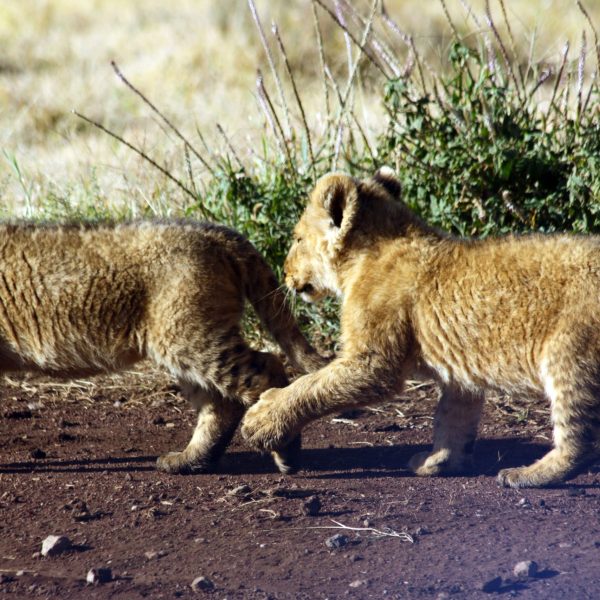 Luxury Motorbike safari Best motorbike motorcycle adventure off-road tours safaris Tanzania 4strokemaasai Limited Serengeti National parks