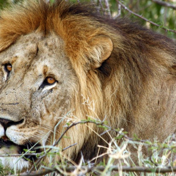 Best motorbike motorcycle adventure off-road tours safaris Tanzania 4strokemaasai Limited Serengeti National parks