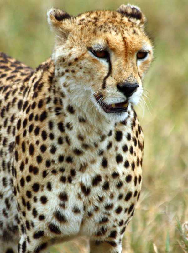 Best motorbike motorcycle adventure off-road tours safaris Tanzania 4strokemaasai Limited Serengeti National parks