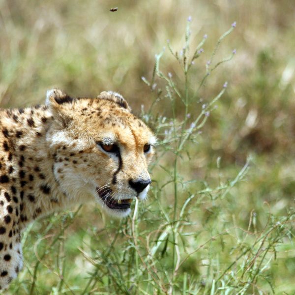 Best motorbike motorcycle adventure off-road tours safaris Tanzania 4strokemaasai Limited Serengeti National parks