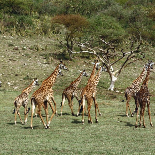 Best motorbike motorcycle adventure off-road tours safaris Tanzania 4strokemaasai Limited Serengeti National parks