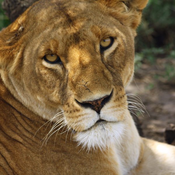 Best motorbike motorcycle adventure off-road tours safaris Tanzania 4strokemaasai Limited Serengeti National parks