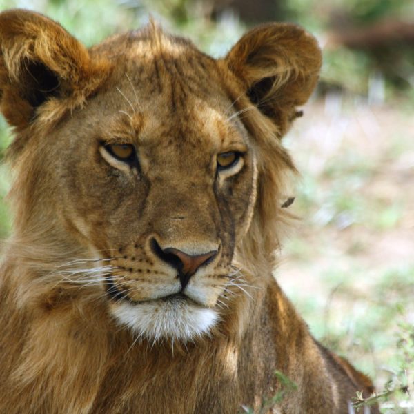 Best motorbike motorcycle adventure off-road tours safaris Tanzania 4strokemaasai Limited Serengeti National parks