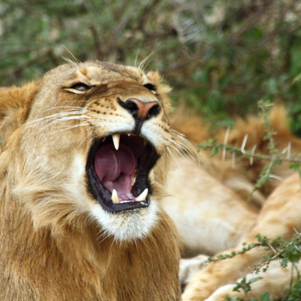 Best motorbike motorcycle adventure off-road tours safaris Tanzania 4strokemaasai Limited Serengeti National parks