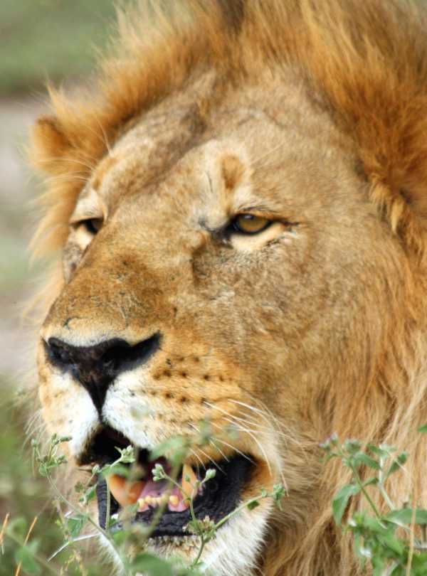 Luxury Motorbike safari Best motorbike motorcycle adventure off-road tours safaris Tanzania 4strokemaasai Limited Serengeti National parks