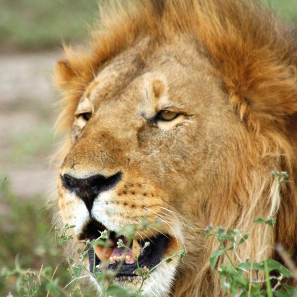 Luxury Motorbike safari Best motorbike motorcycle adventure off-road tours safaris Tanzania 4strokemaasai Limited Serengeti National parks