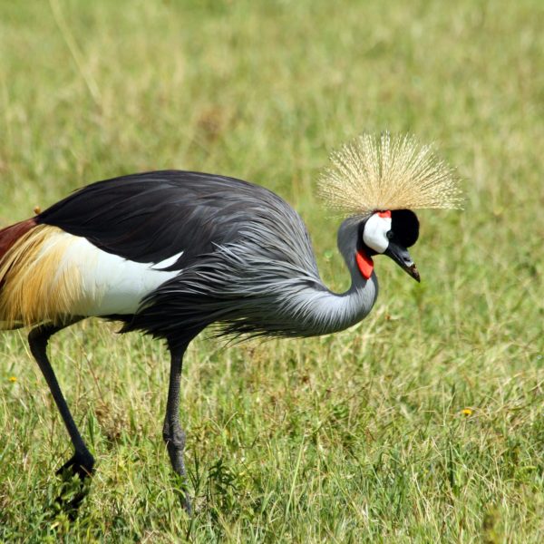 Best motorbike motorcycle adventure off-road tours safaris Tanzania 4strokemaasai Limited Serengeti National parks