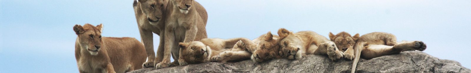 Best motorbike motorcycle adventure off-road tours safaris Tanzania 4strokemaasai Limited Serengeti National parks