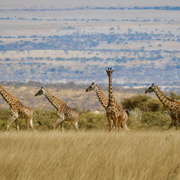 Best motorbike motorcycle adventure off-road tours safaris Tanzania 4strokemaasai Limited Serengeti National parks