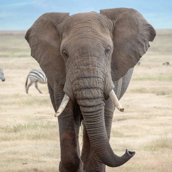 Best motorbike motorcycle adventure off-road tours safaris Tanzania 4strokemaasai Limited Serengeti National parks