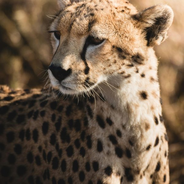 Best motorbike motorcycle adventure off-road tours safaris Tanzania 4strokemaasai Limited Serengeti National parks